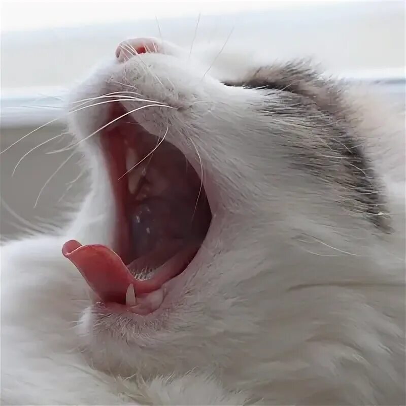 Котенок дышит открыв рот. Турецкая кошка с открытым ртом. Рот здоровой кошки фото. Картинки котик Зевающий Эстетика. Ваза кошка с открытым ртом.