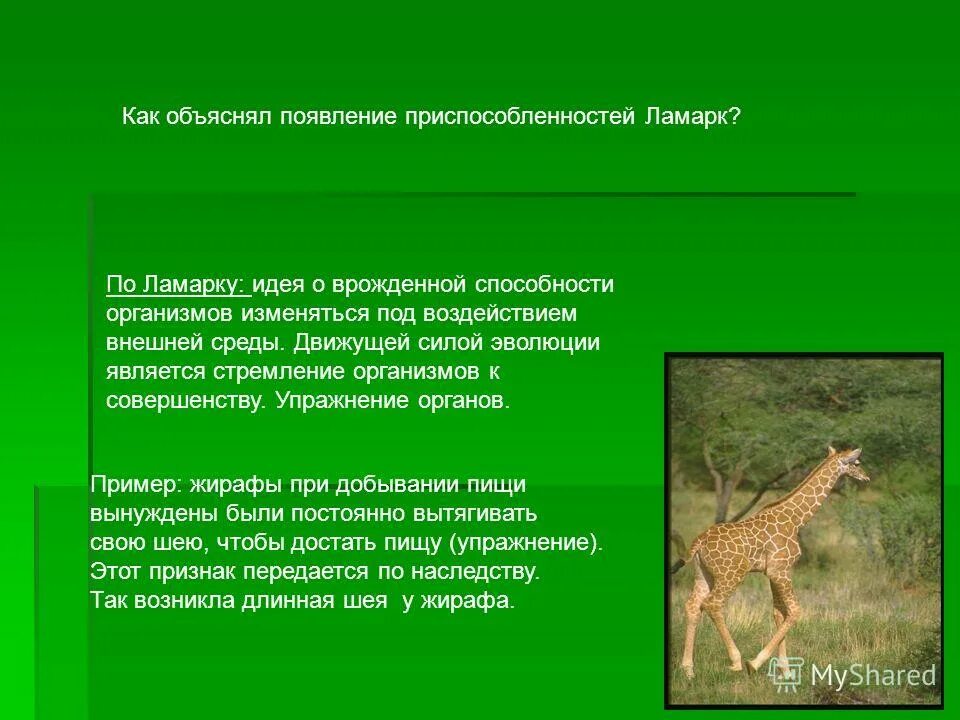 Возникновение приспособленности Дарвин. Возникновение приспособленности у организмов. Возникновение приспособленности по Дарвину. Приспособление организмов по Ламарку.