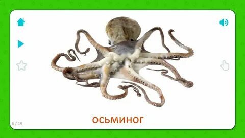 Как пишется слово осьминог