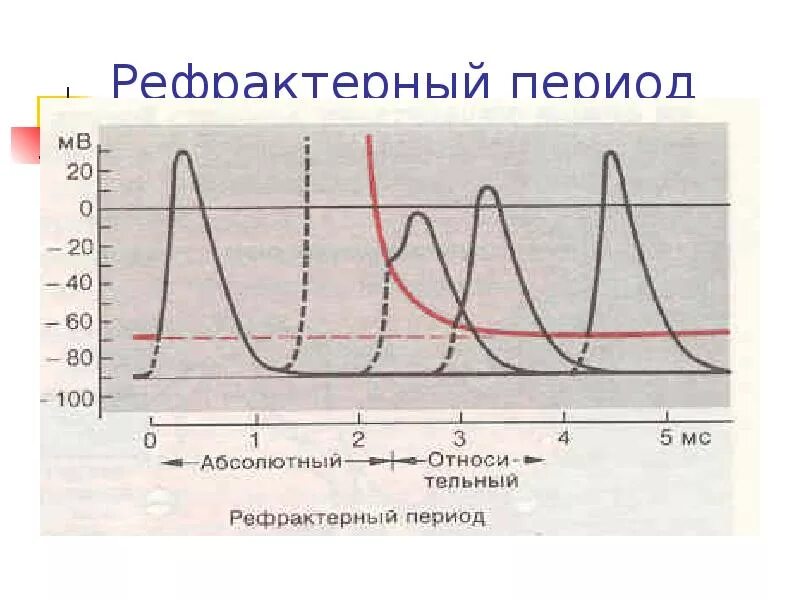 Рефрактерный период и его роль