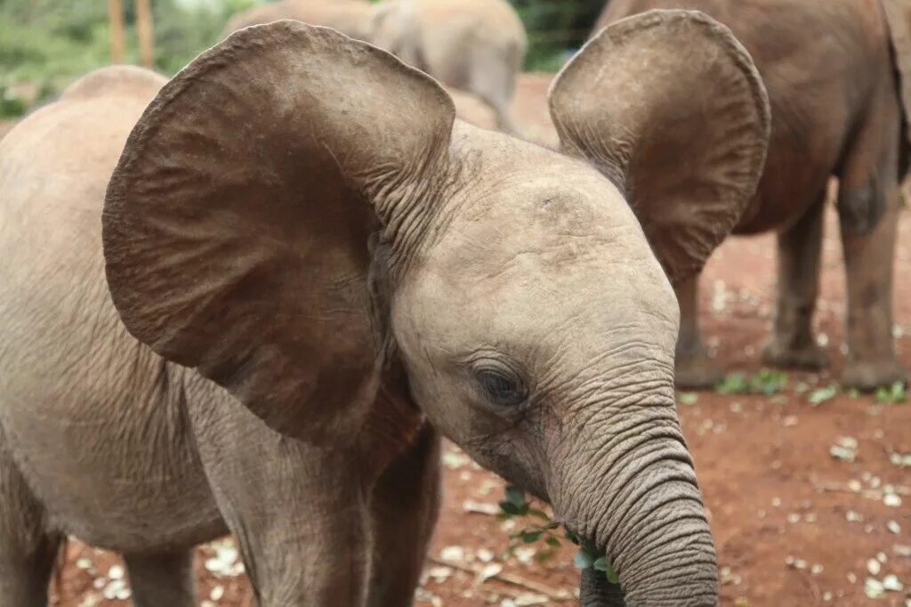 Уши слона. У слона большие уши. Слоненок с ушами. Слон обмахивается ушами.