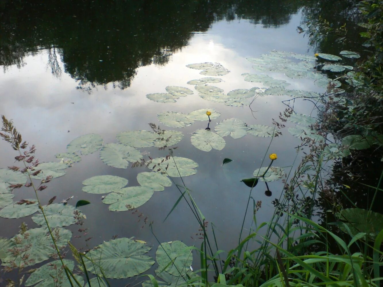 растения и животные реки нара. растения и животные реки нара. растения и животные реки нара. московская область река нара наро фоминск. растения и животные реки нара.