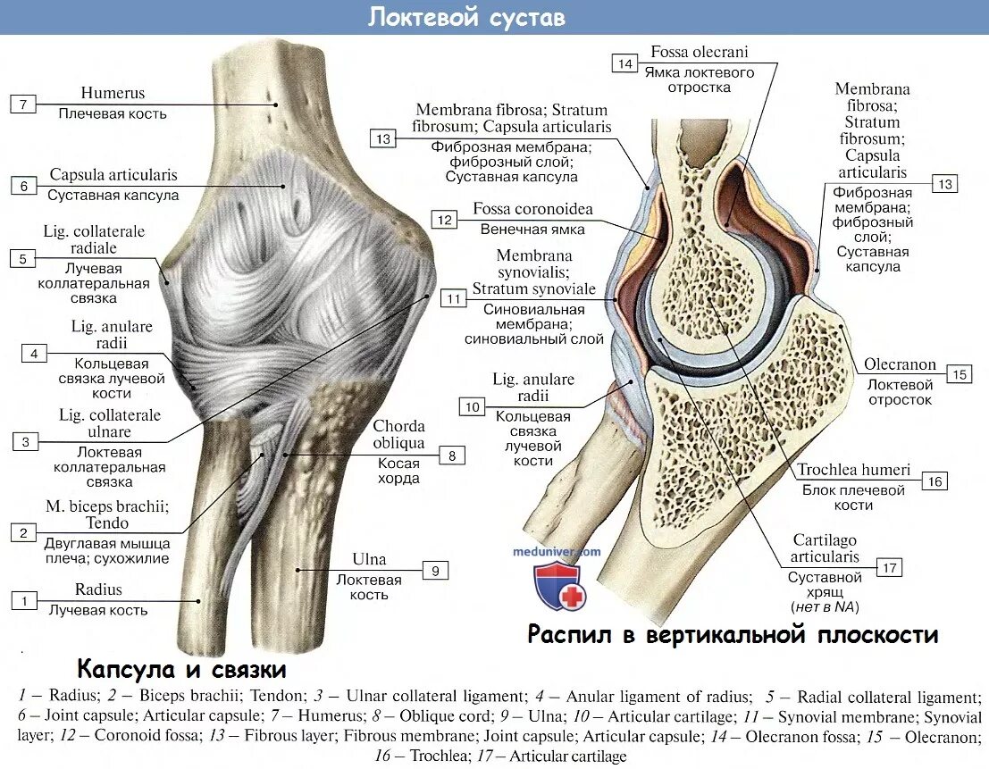 Капсула локтевого сустава топографическая анатомия. Локтевой сустав анатомия латынь. Связочный аппарат локтевого сустава анатомия. Соединение костей локтевой сустав.