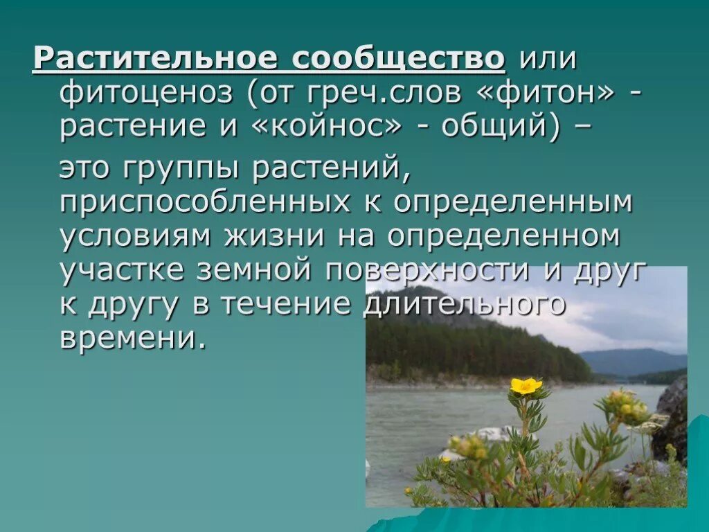 Растительное сообщество сообщение по биологии. Растительные сообщества. Многообразие растительных сообществ. Растительные сообщества презентация. Презентация на тему растительные сообщества.