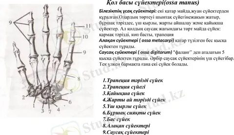 Ол оянды, олар оны ұрып-соқты (бейне)
