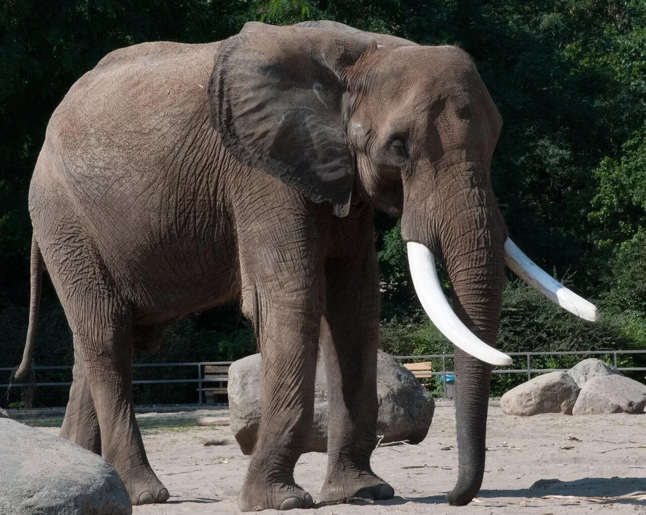 Московский зоопарк Африканский слон. Слоны в зоопарке. Африканский слон в зоопарке. Слоненок в зоопарке.