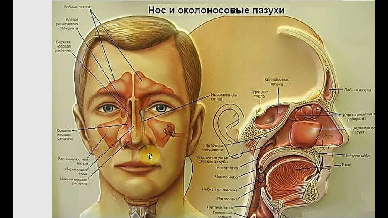 Голосовые резонаторы. Околоносовые придаточные пазухи. Головные резонаторы.