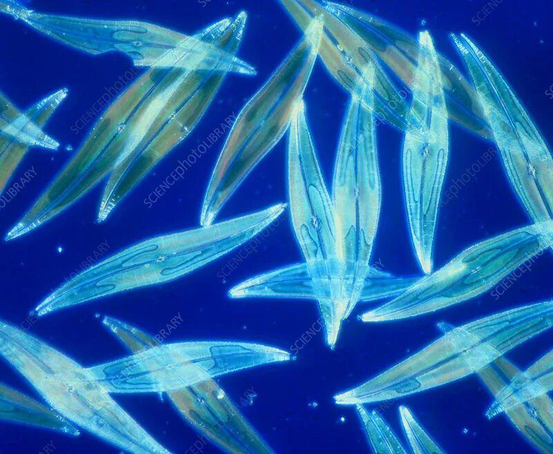 Биомасса фитопланктона в теплых морях больше. Фитопланктон диатомовые. Планктонные диатомовые водоросли. Фитопланктон водоросли. Диатомовые водоросли Байкала.