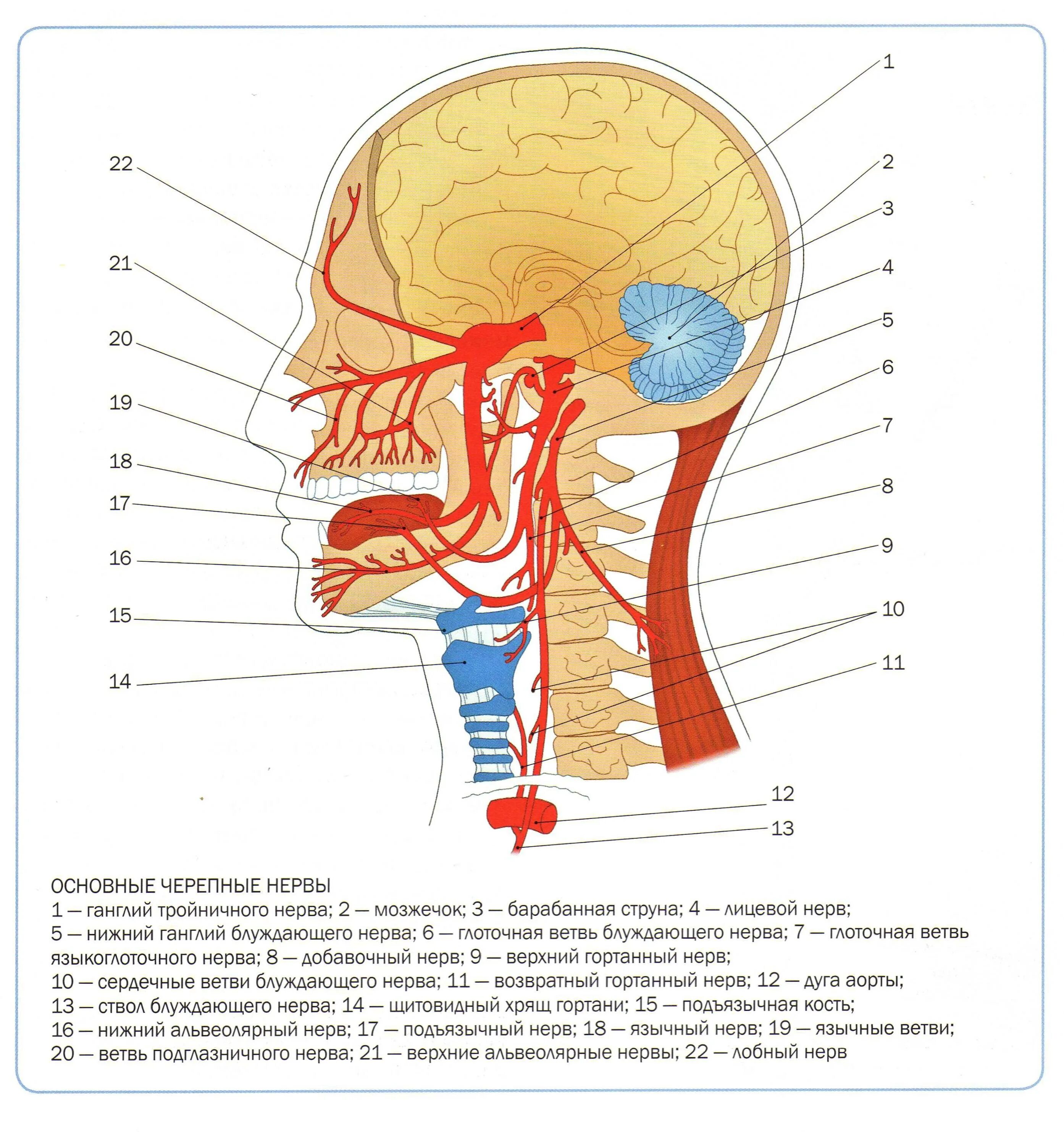 Нервные узлы черепных нервов. Черепные нервы система анатомия. Строение нервной системы головы. Нервная система головы схема. Анатомия нервной системы головы и шеи.