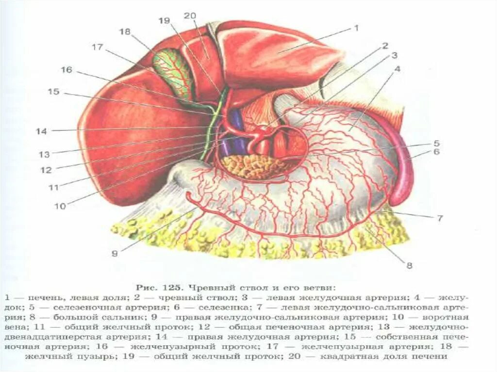 Ветви чревного ствола анатомия. Селезеночная артерия топография. Чревный ствол брюшной аорты анатомия. Кровоснабжение органов верхнего этажа брюшной полости. Чревный ствол и его ветви