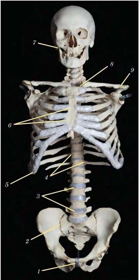 Грудина осевой скелет. Анатомия скелет грудная клетка и таз. Строение осевого скелета позвоночник ребра Грудина. Осевой скелет грудная клетка.