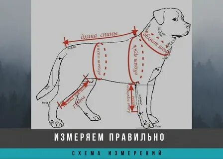 Обхват шеи джек рассел