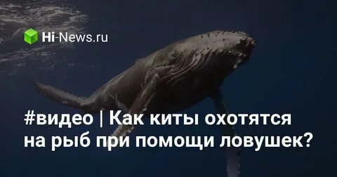 Как охотятся киты