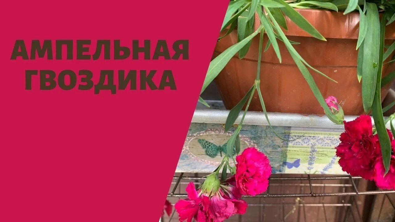 Черенкование ампельной гвоздики. Ампельная гвоздика черенкование. Ампельная гвоздика размножение. Размножение ампельной гвоздики черенками. Гвоздика черенкование