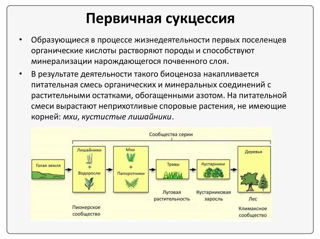 Приведите примеры сукцессий. Первичная и вторичная сукцессия. Примеры первичной и вторичной сукцессии. Типы сукцессий в биологии. Сукцессии первичные и вторичные таблица.