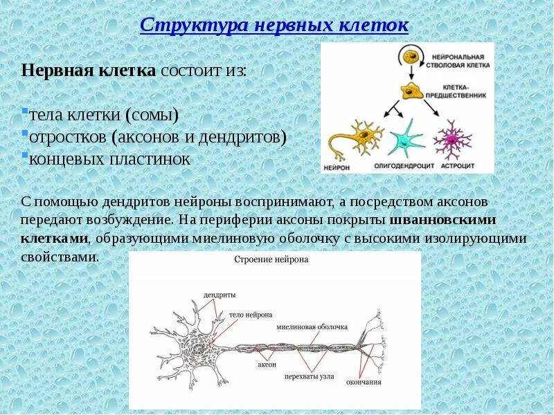 Распределите по группам характеристики отростков нервной клетки. Строение нейронных связей. Нервная ткань. Структурные элементы нервной клетки. Структура нервной ткани и нейрона.