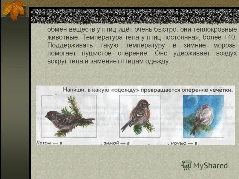нормы температуры воздуха для разных видов животных. температура животных и птиц. рыбы теплокровные животные. нормальные показатели температуры тела. температура человека и животных.