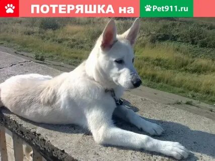 Найденный собака лайка