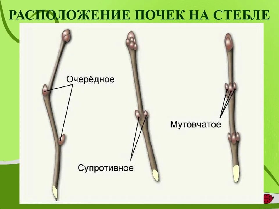 Место расположения почек и листьев. Строение почек расположение почек на стебле. мутовчатое расположение почек на стебле. расположение почек на стебле рисунок. типы расположения почек на побеге.
