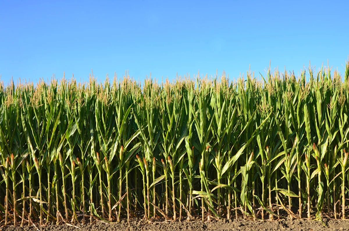 Полевая кукуруза. Как называется кукурузное поле. Кукуруза растение. Кукурузные поля в саратовской области. Кукурузное поле.