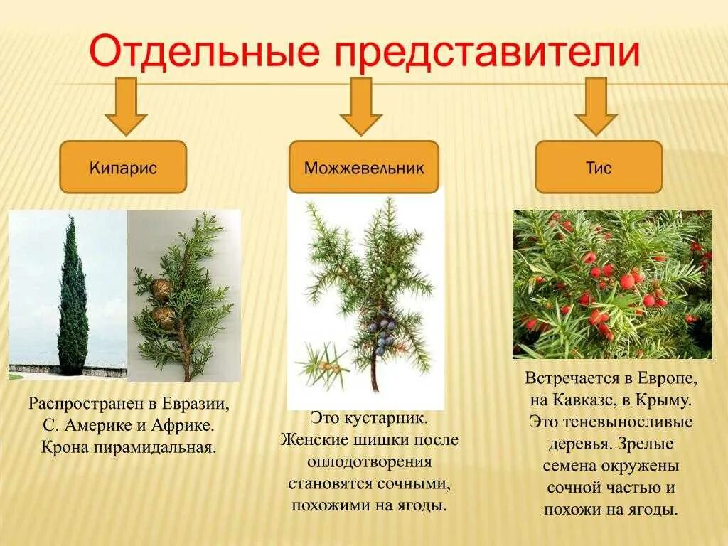 К какой экологической группе относится сосна