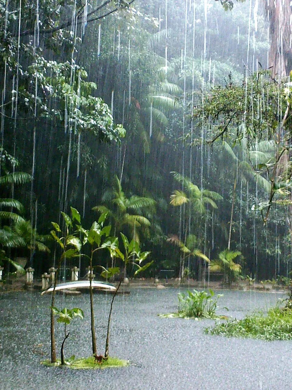Полог дождевого тропического леса. Дождь в тропическом лесу. Тропический лес. Тропический дождевой лес.
