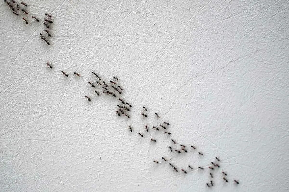 Насекомые в квартире. Маленькие муравьи. Муравьи домашние мелкие. Мелкие муравьи в квартире. Читать серые муравьи