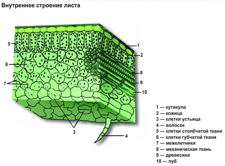 В жилках листа находится сверху. Строение внутреннего строения листа. Ткани растений поперечный срез листа. Биология 6 клеточное строение листа. Поперечный срез листа строение.