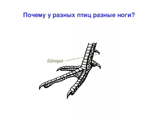 Чем покрыты конечности птицы. Конечности птиц. Строение конечностей птиц. Строение ноги птицы. Задние конечности птиц.