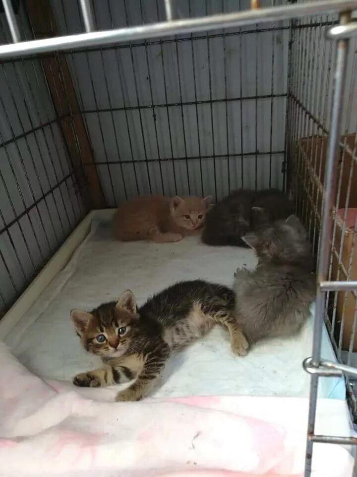 Приют для кошек в москве отдать. Кошачий приют. приют для котов. котята в приюте. приют кошечек.