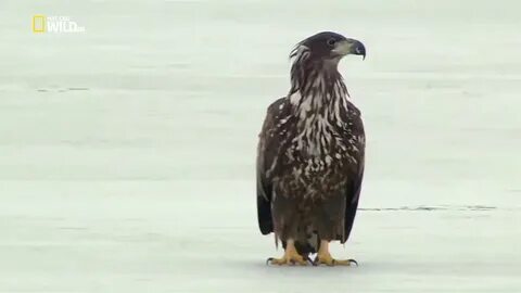 Скажи быстро король орел