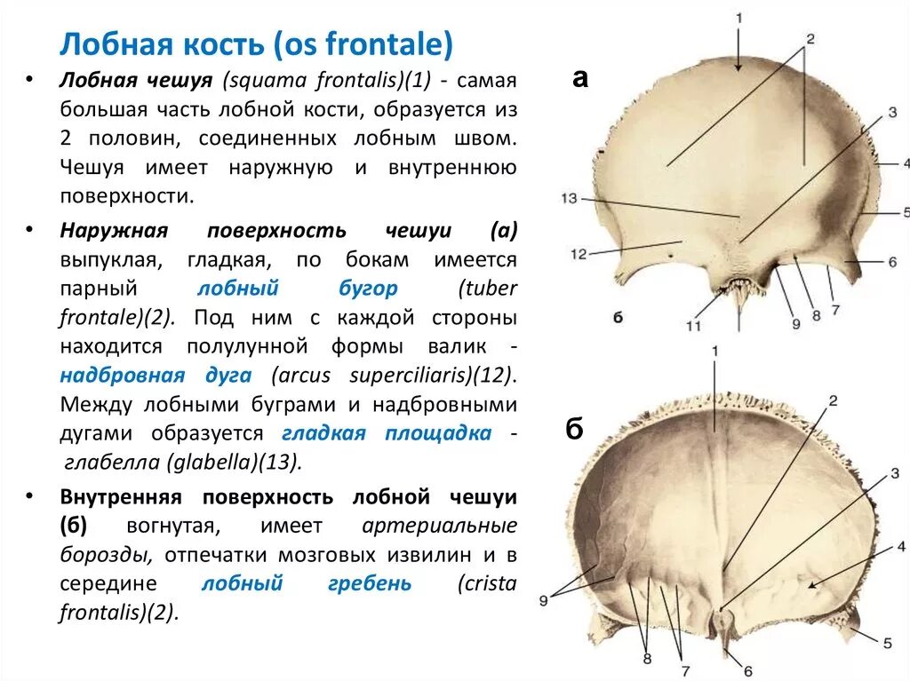 Лобная кость черепа анатомия. Череп человека лобная кость. Кости мозгового черепа лобная кость. Лобная кость чешуйчатая часть. Лобная кость анатомия синельников.
