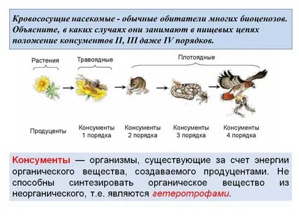 Консументы потребляют готовые органические вещества