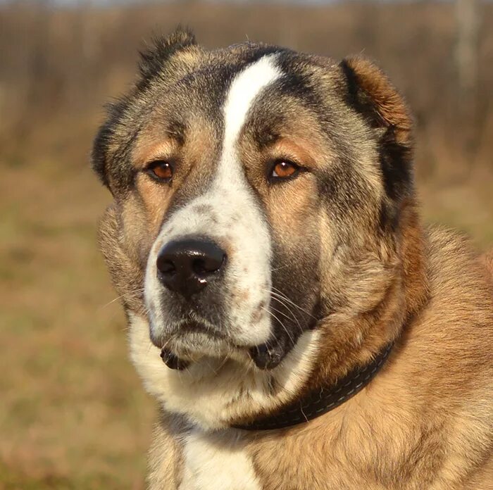 Алабай с окрасом овчарки. Азиатская овчарка алабай. Ялкын среднеазиатская овчарка. Азиат коричневый. Среднеазиатская овчарка.