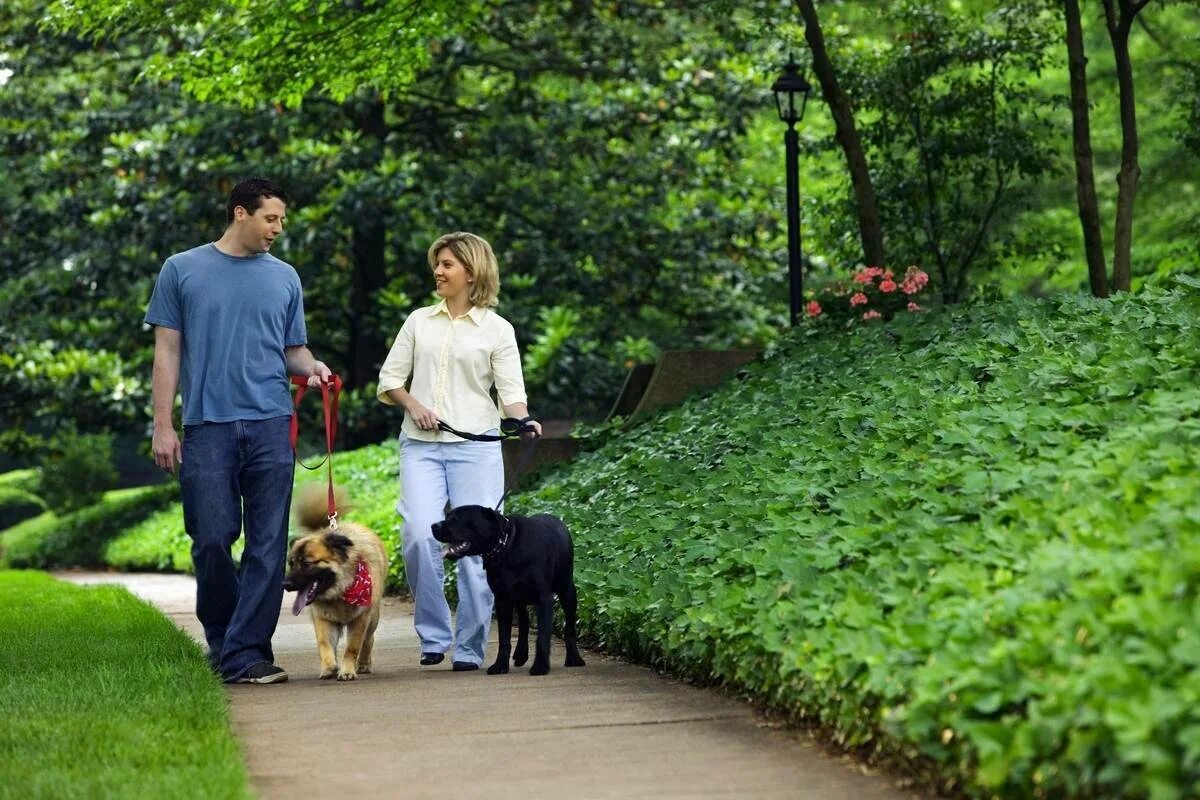 Какое вы место для прогулок. Прогулка с питомцем. Прогулка с собакой. Прогулка с собакой в парке. Выгул домашних животных.