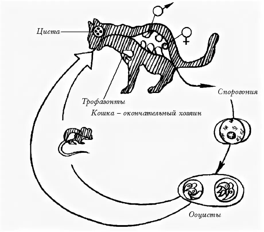 Действия кота если сема вопит. Токсоплазмоз кошек цикл развития. Токсоплазма жизненный цикл схема. Токсоплазма цикл развития схема. Цикл развития токсоплазмы схема.