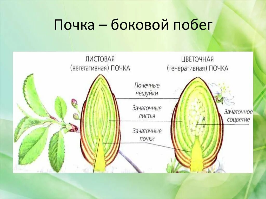 Строение листовой почиу. Строение листовой почки 6. Биология 6 класс листовые и цветочные почки. Строение листовой и цветочной почки.