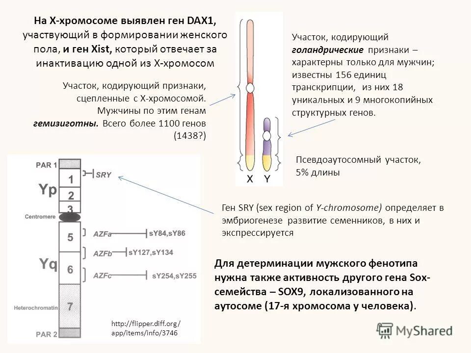 задачи на псевдоаутосомы. псевдоаутосомные гены. гены находящиеся в половых хромосомах. псевдоаутосомные гены. наследование признаков сцепленных с полом.