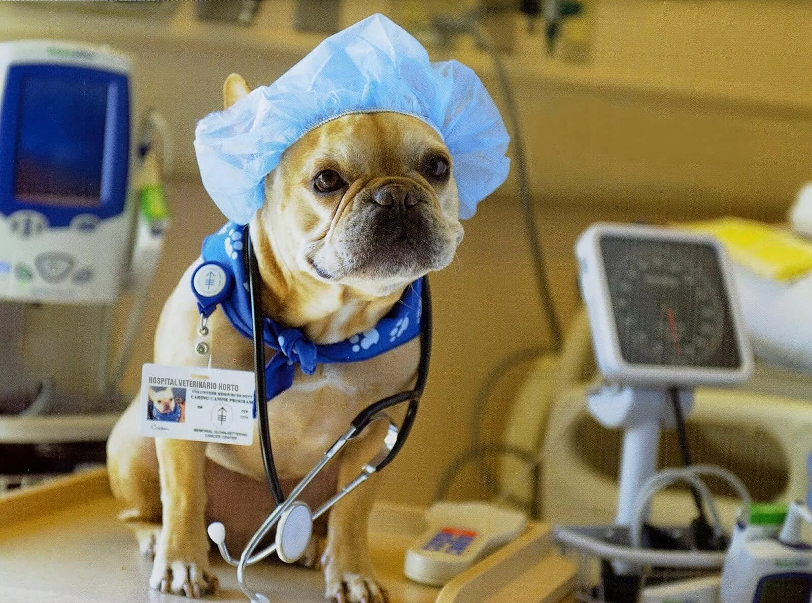 Собака доктор. Реабилитация собак операция