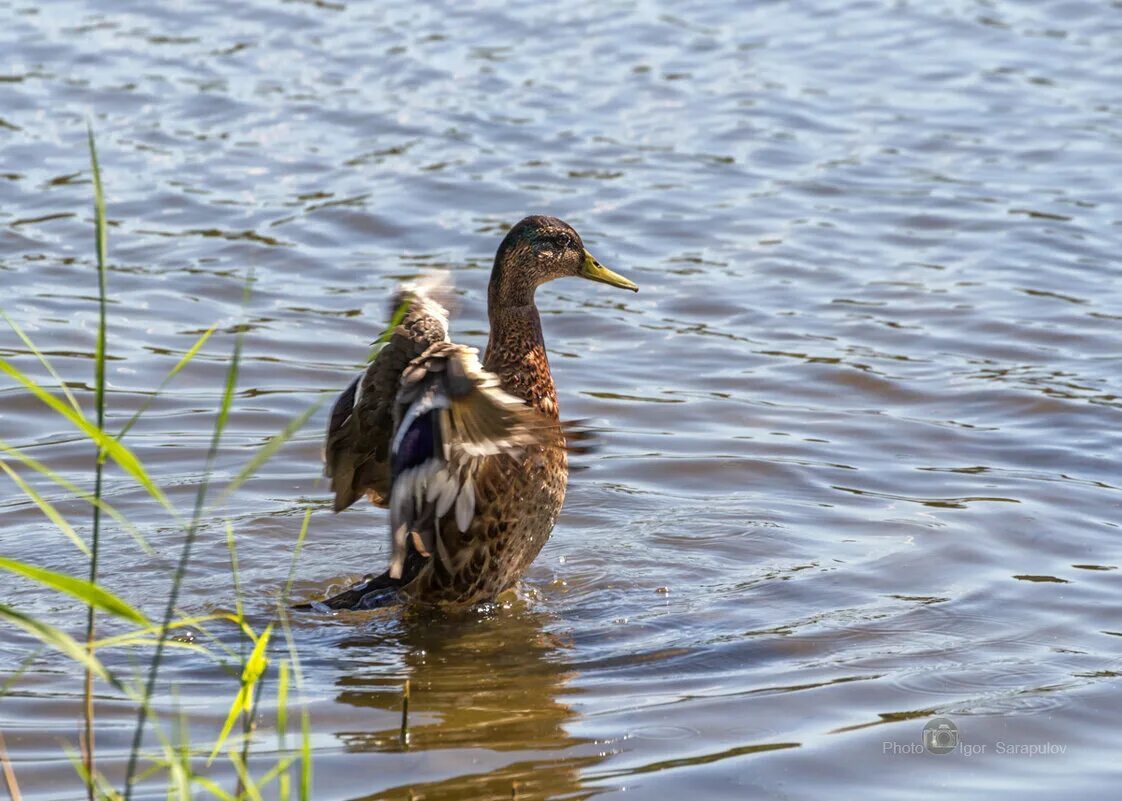 утки белгород. уточка белгородская область. утки белгород. растения и животные везелки. погода в уточке белгородская.