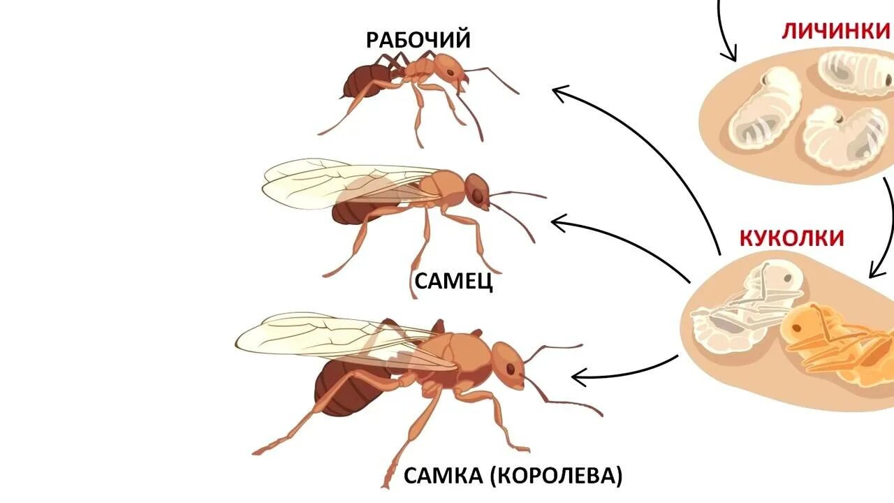 Определите тип развития животных рыжий лесной муравей. Стадия развития муравья яйцо личинка. жизненный цикл матки муравья. схема развития муравья цикл.