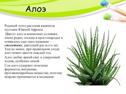 Алоэ приметы