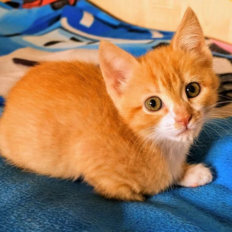 Где найти рыжего кота