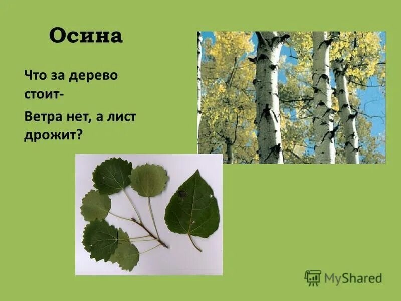 Где можно найти деревья. Осина дерево. Осина обыкновенная. Осина обыкновенная лист. Тополь дрожащий осина листья.