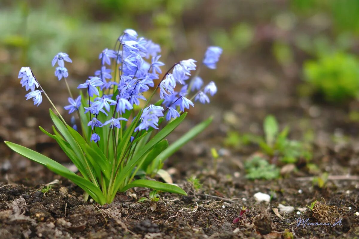 майские первоцветы. весенние первоцветы крокусы. первоцвет весенний. первоцветы и раннецветущие. весенние первоцветы фото.
