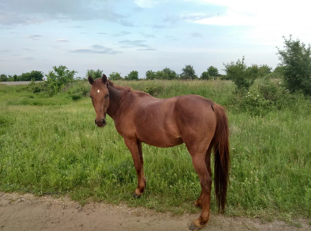 Мир лошадей. Голос лошади. 6 Лошадей. Лошадь 6 лет.