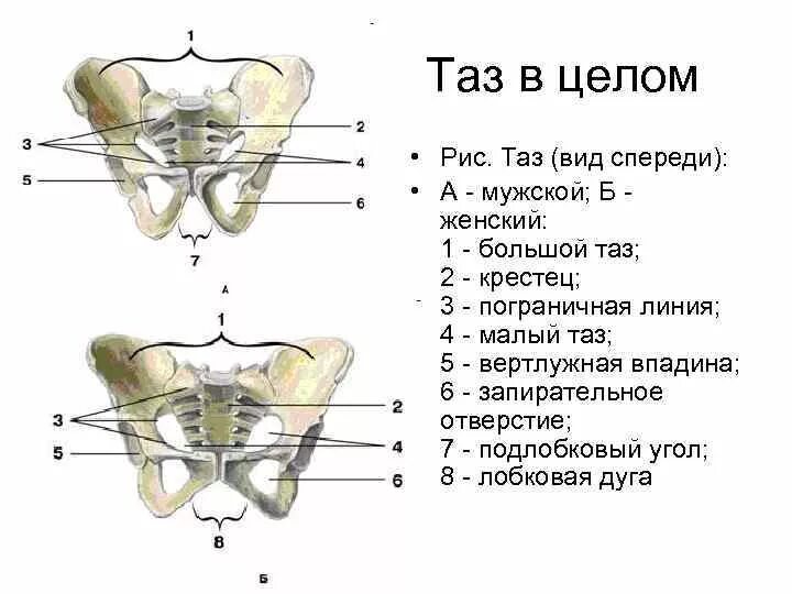 Тазовые кости скелета человека. Большой малый таз строение анатомия. Кости таза соединены спереди. Таз в целом анатомия строение. Анатомия таза мужчины спереди.