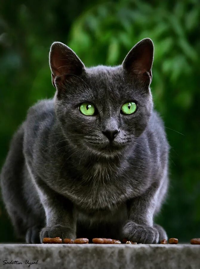 Темно зеленая кошка. Корат шартрез картезианская кошка. серая кошка с зелеными глазами. красивые кошки. серый кот с зелеными глазами.