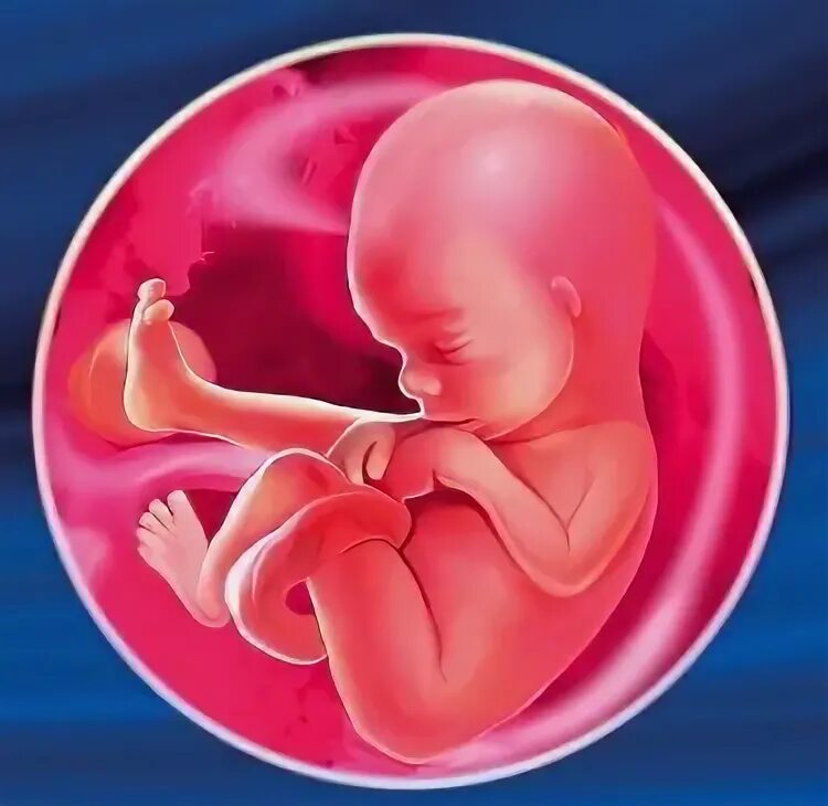 Малыш в 18 недель. Малыш на 18 неделе беременности. Восемнадцать недель беременности. 18 Недель беременности фото плода.
