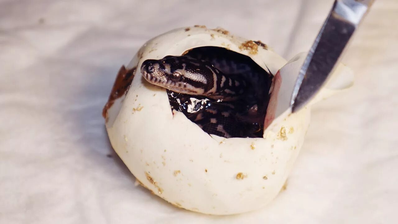 Python egg